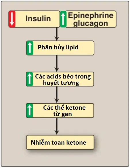 the-ketone-3