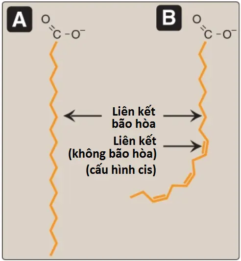acid-beo-3