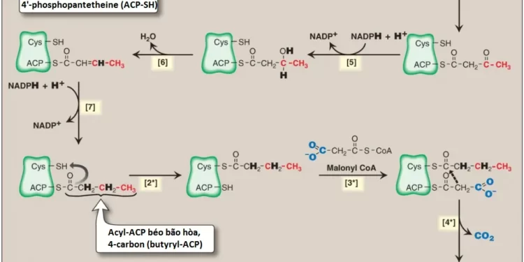 Chuyển Hóa Acid Béo, Triacylglycerol Và Thể Ketone (Phần 1)