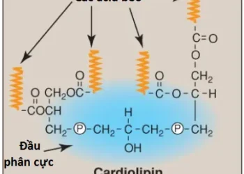 Chuyển Hóa Phospholipid, Glycosphingolipid Và Eicosanoid (Phần 1)