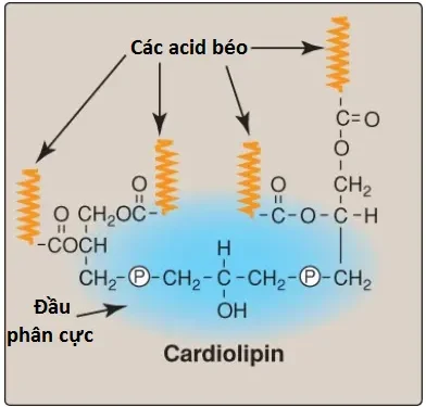 Chuyển Hóa Phospholipid, Glycosphingolipid Và Eicosanoid (Phần 1)