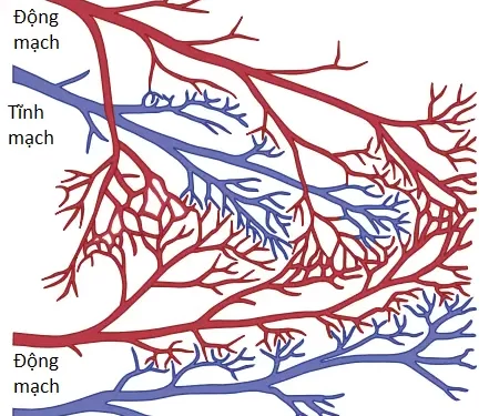 Tuần Hoàn Mạch Vành Và Bệnh Tim Thiếu Máu (Phần 1)