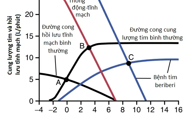 Suy Tim (Cardiac Failure) (Phần 5)