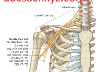 Liên Quan Và Các Đặc Điểm Quan Trọng Của Chi Trên
