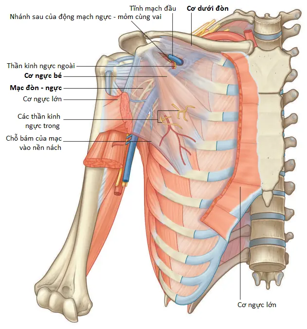 vung-nach-5