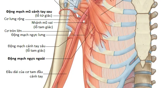 Giải Phẫu Vùng Chi Trên: Vùng Nách (Phần 2)