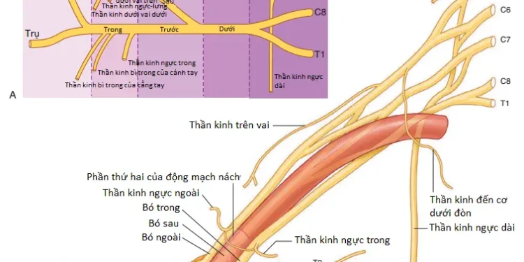 Giải Phẫu Vùng Chi Trên: Vùng Nách (Phần 3)