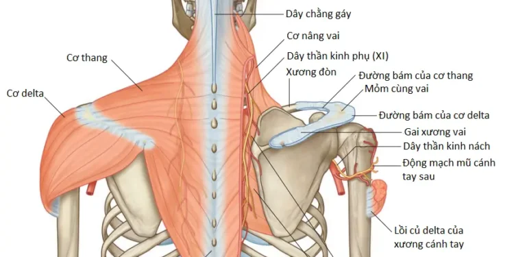 Giải Phẫu Vùng Chi Trên: Vai (Phần 2)