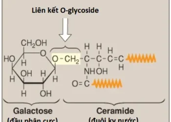 Chuyển Hóa Phospholipid, Glycosphingolipid Và Eicosanoid (Phần 3)