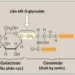 Chuyển Hóa Phospholipid, Glycosphingolipid Và Eicosanoid (Phần 3)