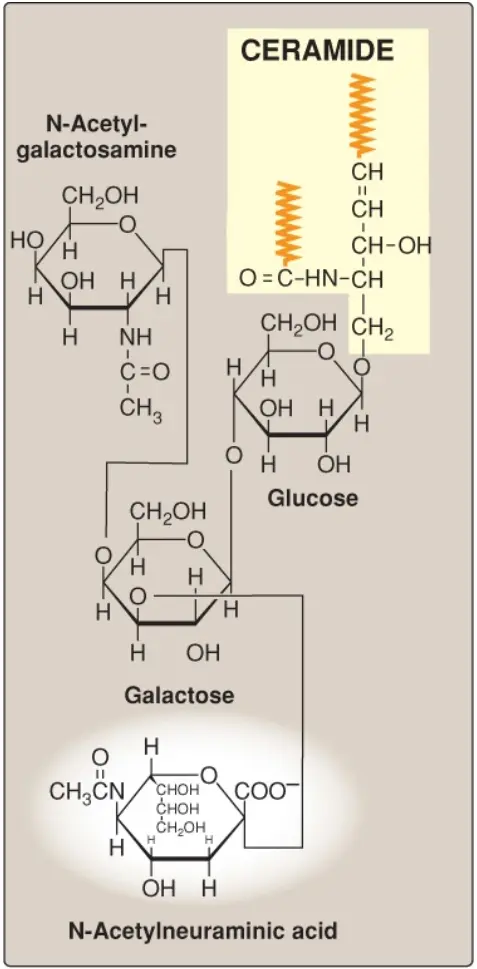 glycosphingolipids-2