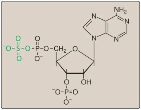 glycosphingolipids-3