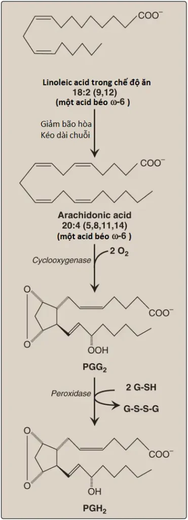 prostaglandins-2