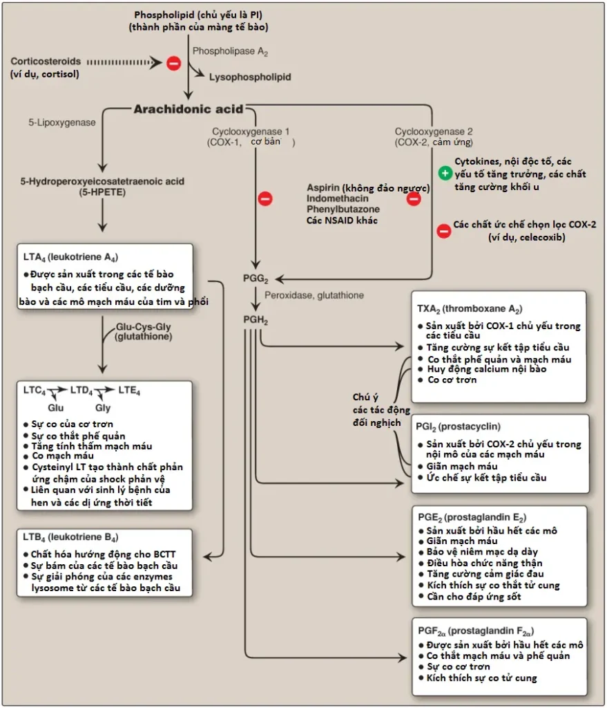 prostaglandins-3