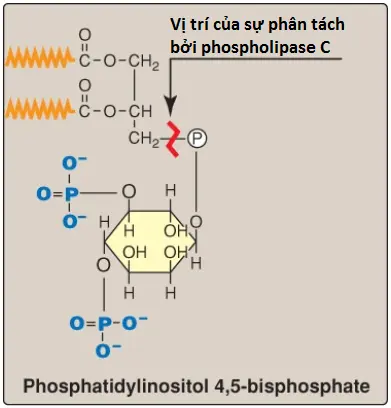 phospholipid-1