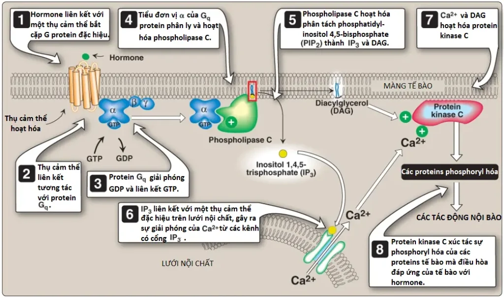 phospholipid-2