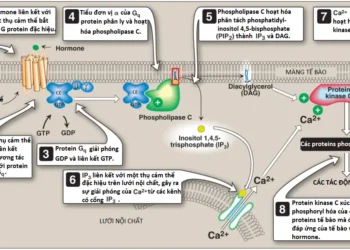 Chuyển Hóa Phospholipid, Glycosphingolipid Và Eicosanoid (Phần 2)