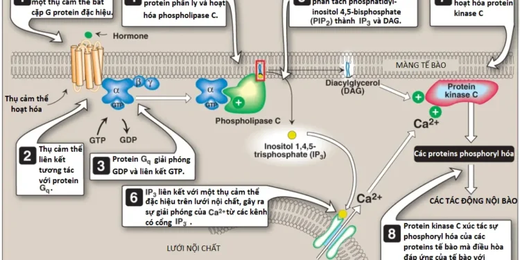 Chuyển Hóa Phospholipid, Glycosphingolipid Và Eicosanoid (Phần 2)