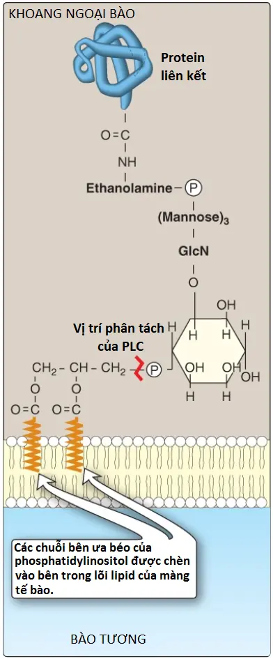 phospholipid-3