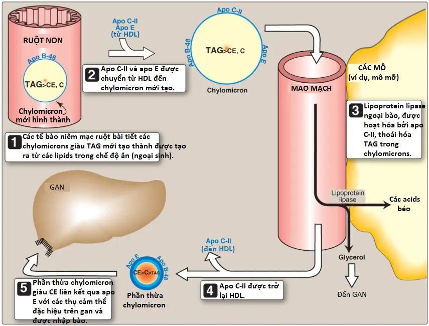 chylomicrons-1