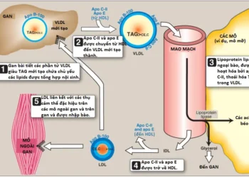 Chuyển Hóa Cholesterol, Lipoprotein và Steroid (Phần 3)