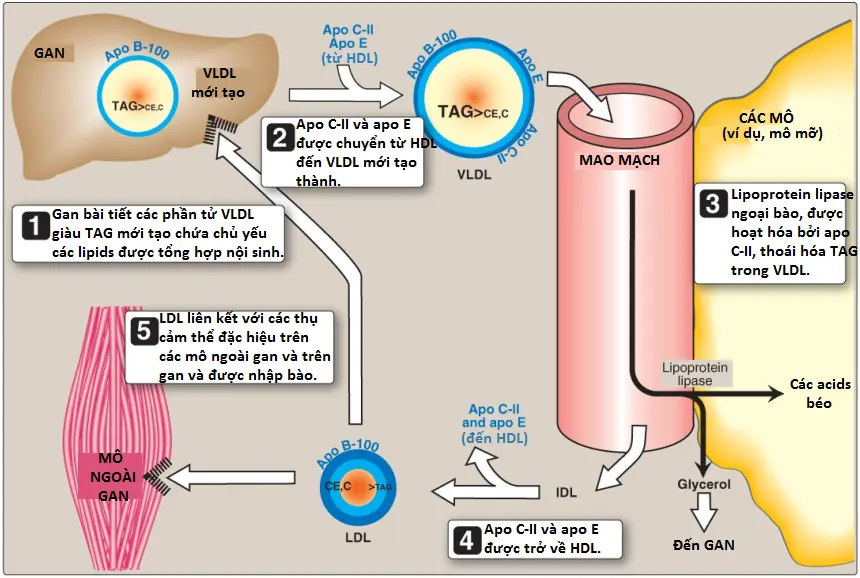 chylomicrons-2