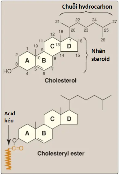 cholesterol-2