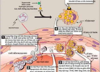 Chuyển Hóa Cholesterol, Lipoprotein và Steroid (Phần 4)