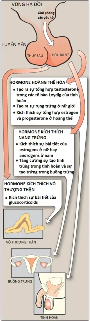 steroid-3