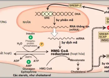 Chuyển Hóa Cholesterol, Lipoprotein và Steroid (Phần 1)