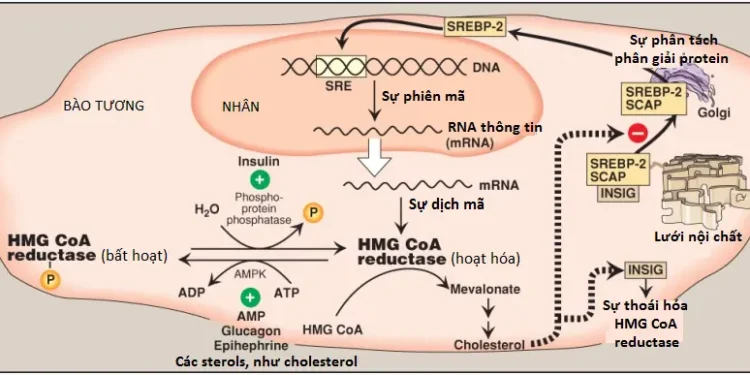 Chuyển Hóa Cholesterol, Lipoprotein và Steroid (Phần 1)