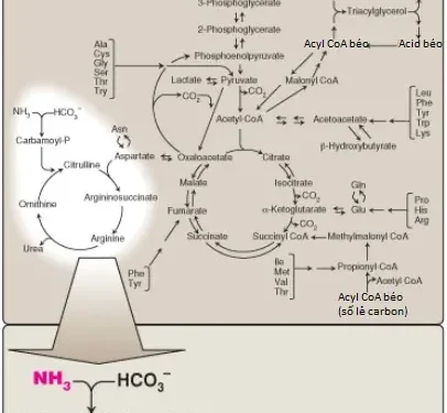 Amino Acids: Sự Loại Bỏ Nitrogen (Nitơ) (Phần 1)