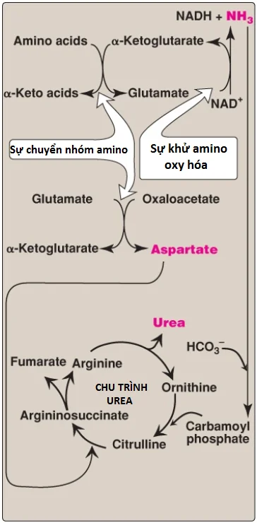 urea-2