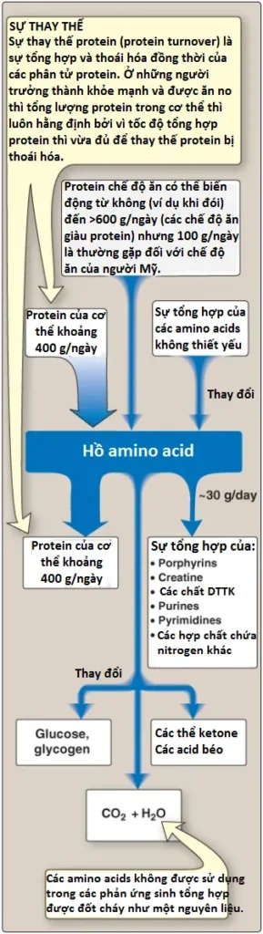 amino-acids-2