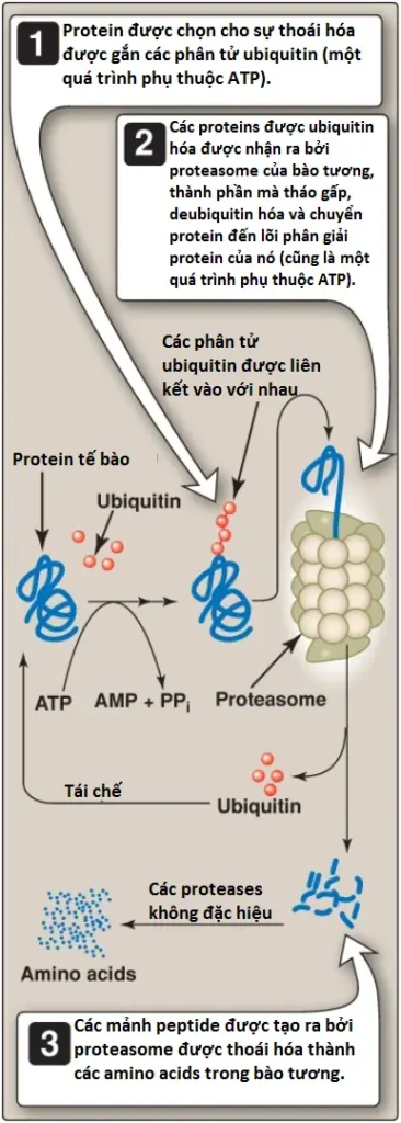 amino-acids-3
