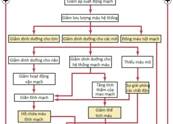 Shock Tuần Hoàn Và Sự Điều Trị Của Nó (Phần 2)