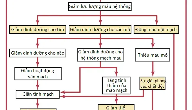 Shock Tuần Hoàn Và Sự Điều Trị Của Nó (Phần 2)