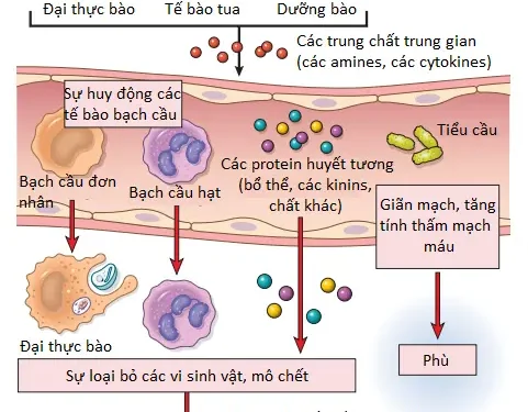 Tổng Quan Về Viêm: Các Định Nghĩa Và Các Đặc Điểm Chung