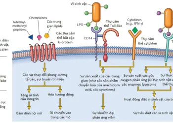 Viêm Cấp Tính (Phần 2)