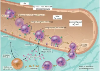 Viêm Cấp Tính (Phần 1)