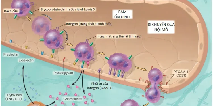 Viêm Cấp Tính (Phần 1)