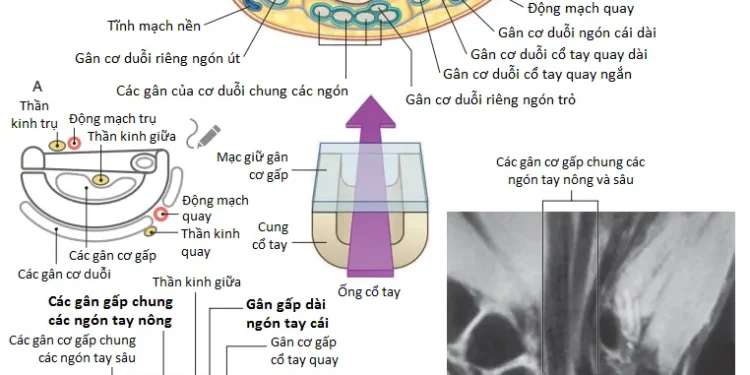 Giải Phẫu Vùng Chi Trên: Bàn Tay (Phần 2)