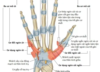 Giải Phẫu Vùng Chi Trên: Bàn Tay (Phần 3)