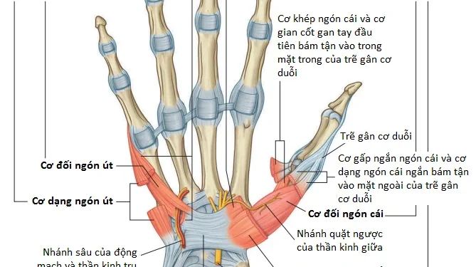 Giải Phẫu Vùng Chi Trên: Bàn Tay (Phần 3)