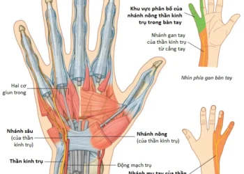 Giải Phẫu Vùng Chi Trên: Bàn Tay (Phần 4)