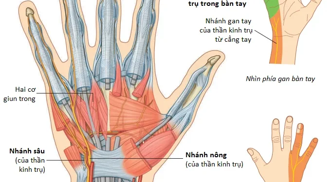 Giải Phẫu Vùng Chi Trên: Bàn Tay (Phần 4)