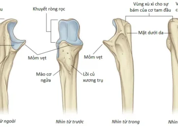 Giải Phẫu Vùng Chi Trên: Cánh Tay (Phần 1)