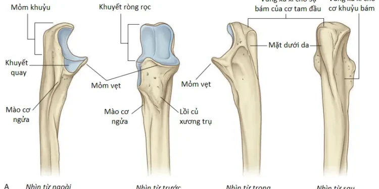 Giải Phẫu Vùng Chi Trên: Cánh Tay (Phần 1)