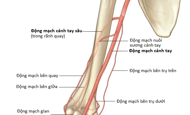 Giải Phẫu Vùng Chi Trên: Cánh Tay (Phần 2)