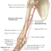 Giải Phẫu Vùng Chi Trên: Cánh Tay (Phần 2)